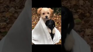 Cutest Moments of Cats and Dogs in 2022 #pawsaffliction #funnycatsvideos #funnydogs