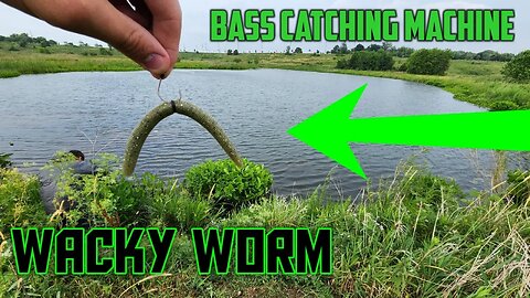 The Wacky Worm The Ultimate Weapon for BIG Bass! (BEST DAY OF THE YEAR YET!)