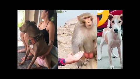 Best Funny animals video Best Funny Moment A Animal