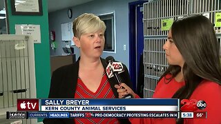 Free Microchip at Kern County Animal Shelter for Holiday Week