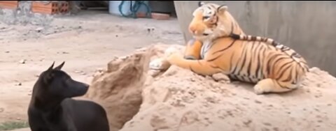 Fake Tiger Prank dogs - funny