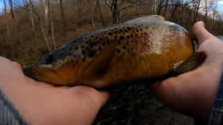 JerkBaiting the Little Juniata River for Trout.(Rumble Exclusive)