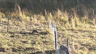 Echidna navigates new fence