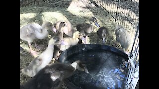 Duck Morning Routine