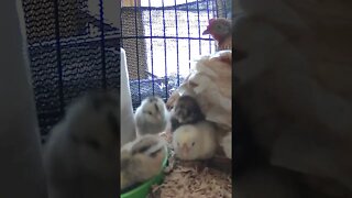 The secret lives of baby chicks