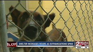 Shelter increases hours as euthanizations spike
