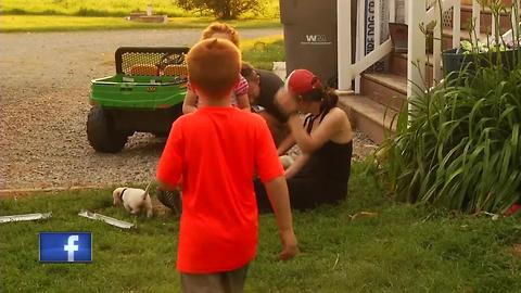 Shawano County family desperately trying to locate three stolen puppies.