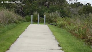 Il trouve un crocodile géant dans son jardin!