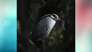 Florida Birding and Nature Festival | Morning Blend