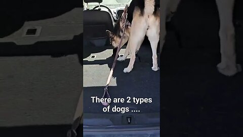 There are 2 types of dogs