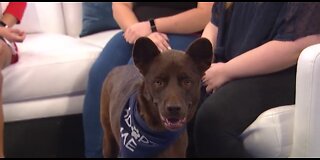 Pet of the Week for Oct. 13, 2019