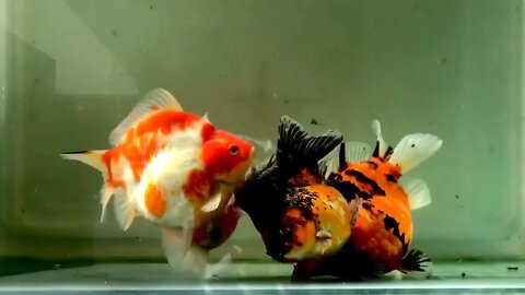 Big Giant Oranda Goldfish-+5