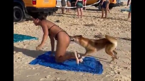 Wild dingo bites sunbather’s bottom on Australian beach