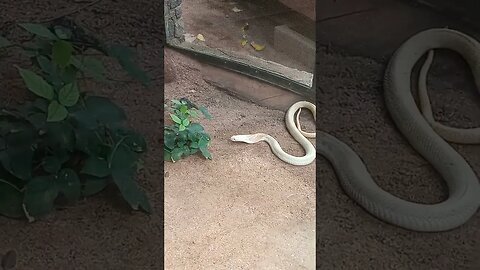 A rare white Cobra.