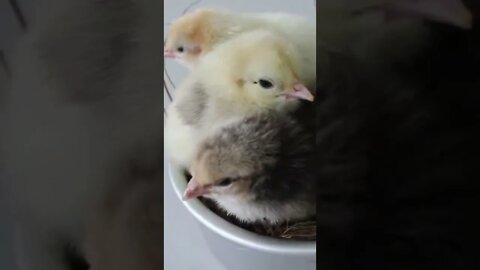 So cute baby Chicken best Lovely moments 💝🐓🐓#shorts#SoCute#youtubepets&animals