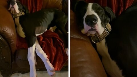 Snoring Great Dane Puppy Will Make You Smile