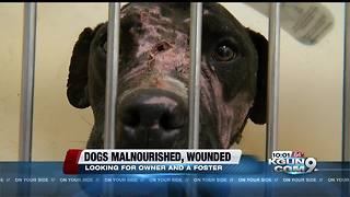 Stray dogs found malnourished with wounds