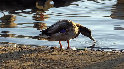 CatTV: Duck drinking on shore