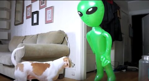 Dog Pranked with Alien so Funny Dog