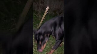 99.9% Cutest Rottweiler (must watch!) [4K] #shorts #short #viral #rottweiler #dog