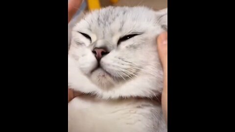Beautiful cat funny video in 2023 #cats