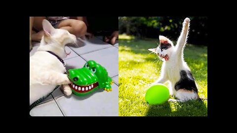 Funniest Dogs And Cats - Best Of The 2022 Funny Animal Videos #1