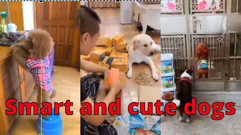 Smart and cute dogs- Funny dog videos - 2021
