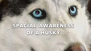 Spacial Awareness of a Husky Dog