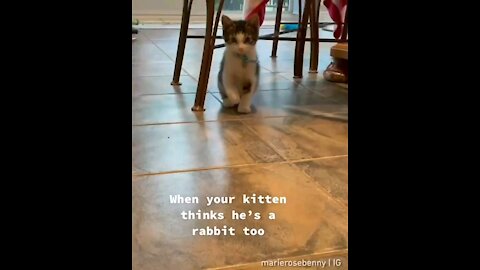 When your kitten thinks he's a rabbit too... 🤣🤣