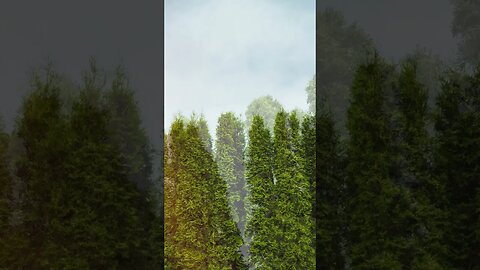 ARBORVITAE: An evergreen landscape specimen or hedge (60-second overview)