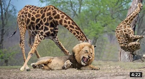 Wildlife Brave Giraffe Kick Five Lion To Save Baby - Power of LION In The Animal World But failed