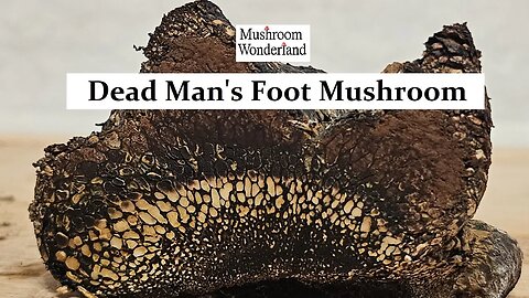 Dead Mans Foot Mushroom - Pisolithus arrhizus : AKA The Dye Ball, Dog Turd Fungi