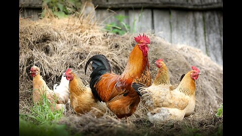 Feathered Friends : Hens, Chickens, and Crooks in Action!"