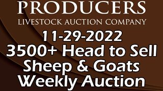 11/29/2022 - Producers Livestock Auction Company Sheep & Goat Auction