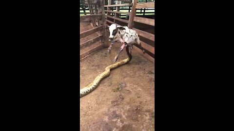 Anaconda attacks animal on Brazilian farm