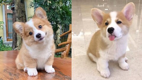 Funniest & Cutest Corgi Puppies #2 - Funny Pembroke welsh corgi Puppy Videos 2021