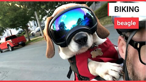 Dog cruises around town in goggles