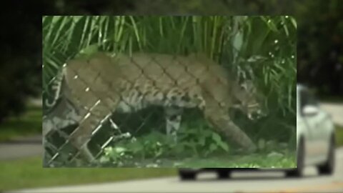 Big cat spotted roaming in Wellington: What is it?