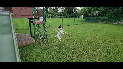 Dog Jump With Bubbles