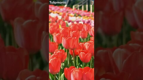 Tulipmania #Shorts