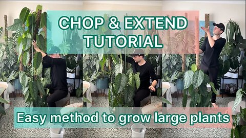 Chop & Extend Tutorial - Growing large plants on Moss Poles #mosspole #tutorial