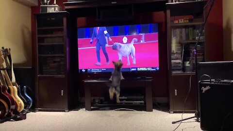 Tiny Pup Can't Stop Jumping At Show Dogs On Tv