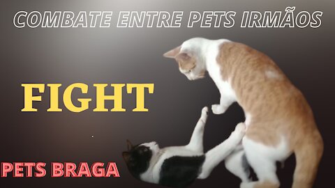 ✅🥊(FIGHT) - combate entre pets irmãos 🐱 gato - [ PETS BRAGA ]