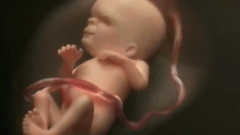 Life in the womb (9 months in 4 minutes)