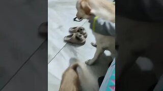 cute puppies cute | puppy videos | cute puppies shorts 10 | short vlogs 🐕#shorts #viral #shortvlog