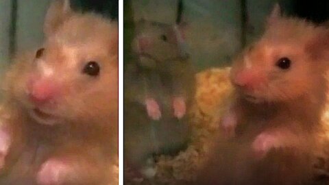 Cute hamster stared sharply at the camera, very funny