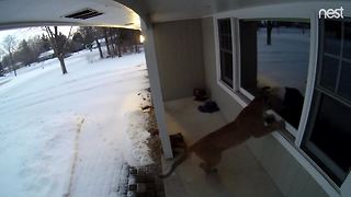 Cougar jumps on front porch in Brookfield