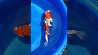 Beautiful Japanese koi fish (Goshiki koi) #shorts