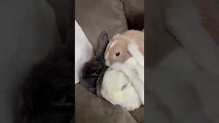 Cute bunnies!!!