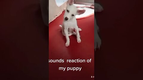 look sounds reaction of my puppy